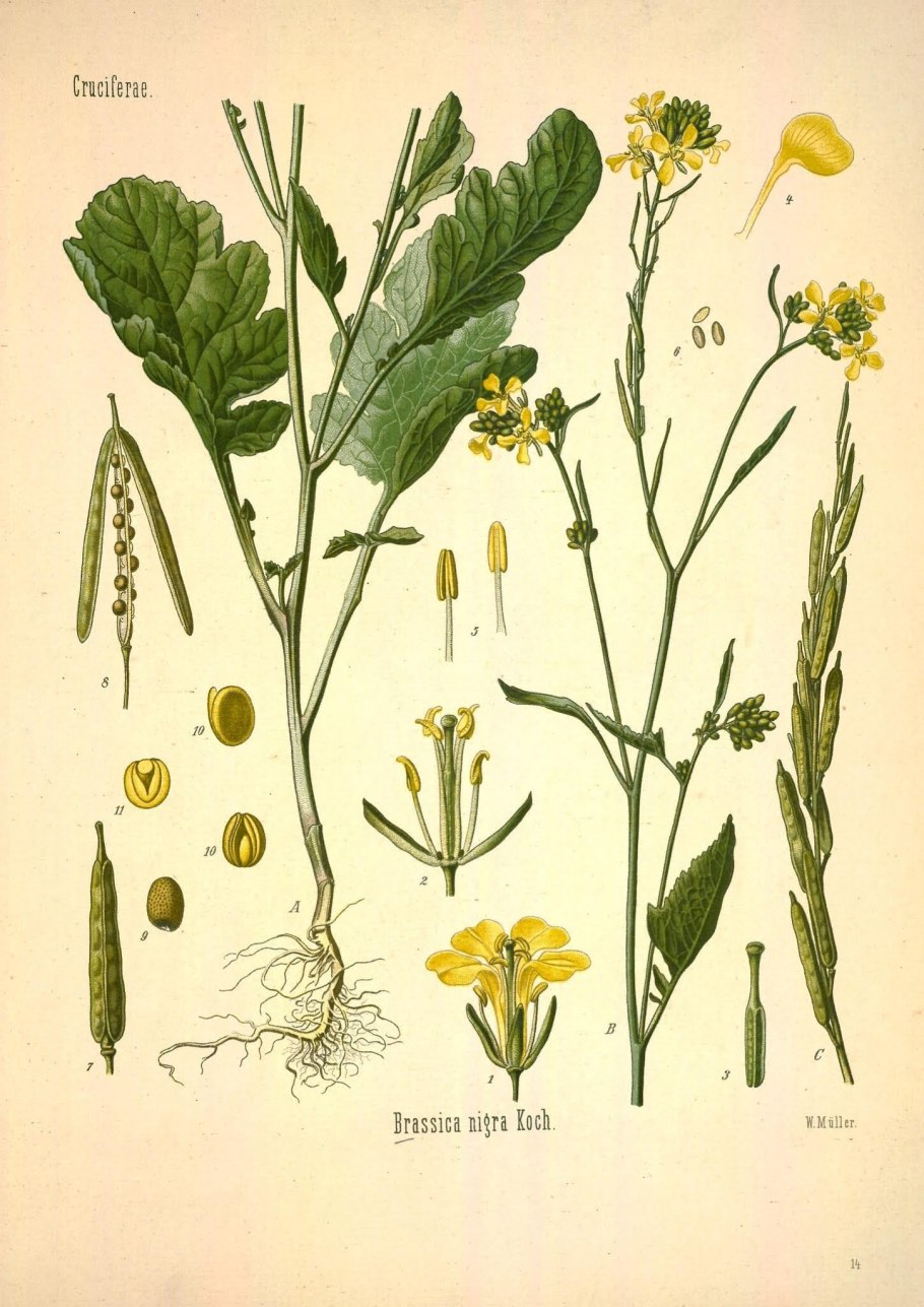 Горчица сарептская — Brassica juncea