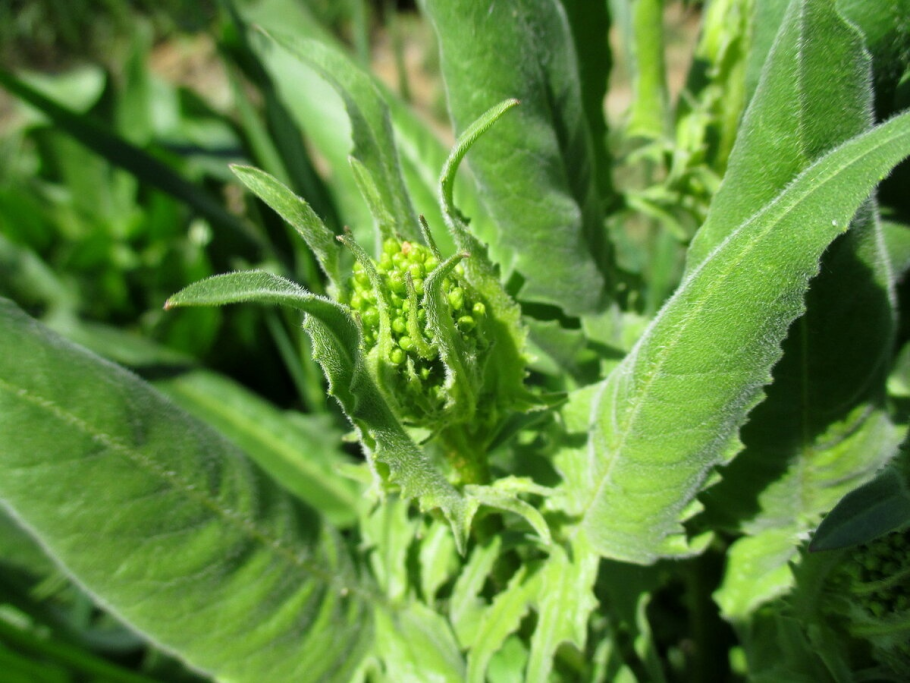 Редька Дикая (Raphanus raphanistrum)