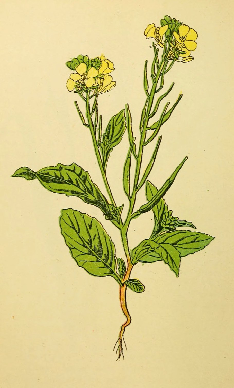 Сурепка обыкновенная тычинки