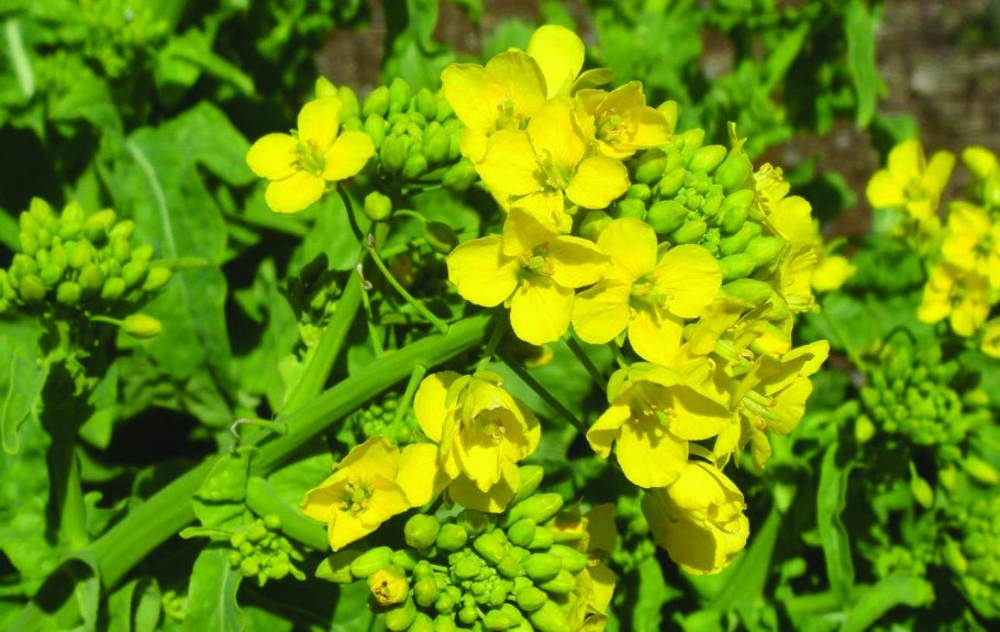 Горчица сарептская — Brassica juncea