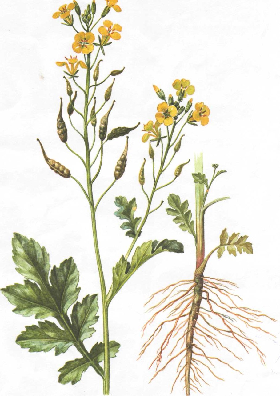 Горчица сарептская — Brassica juncea