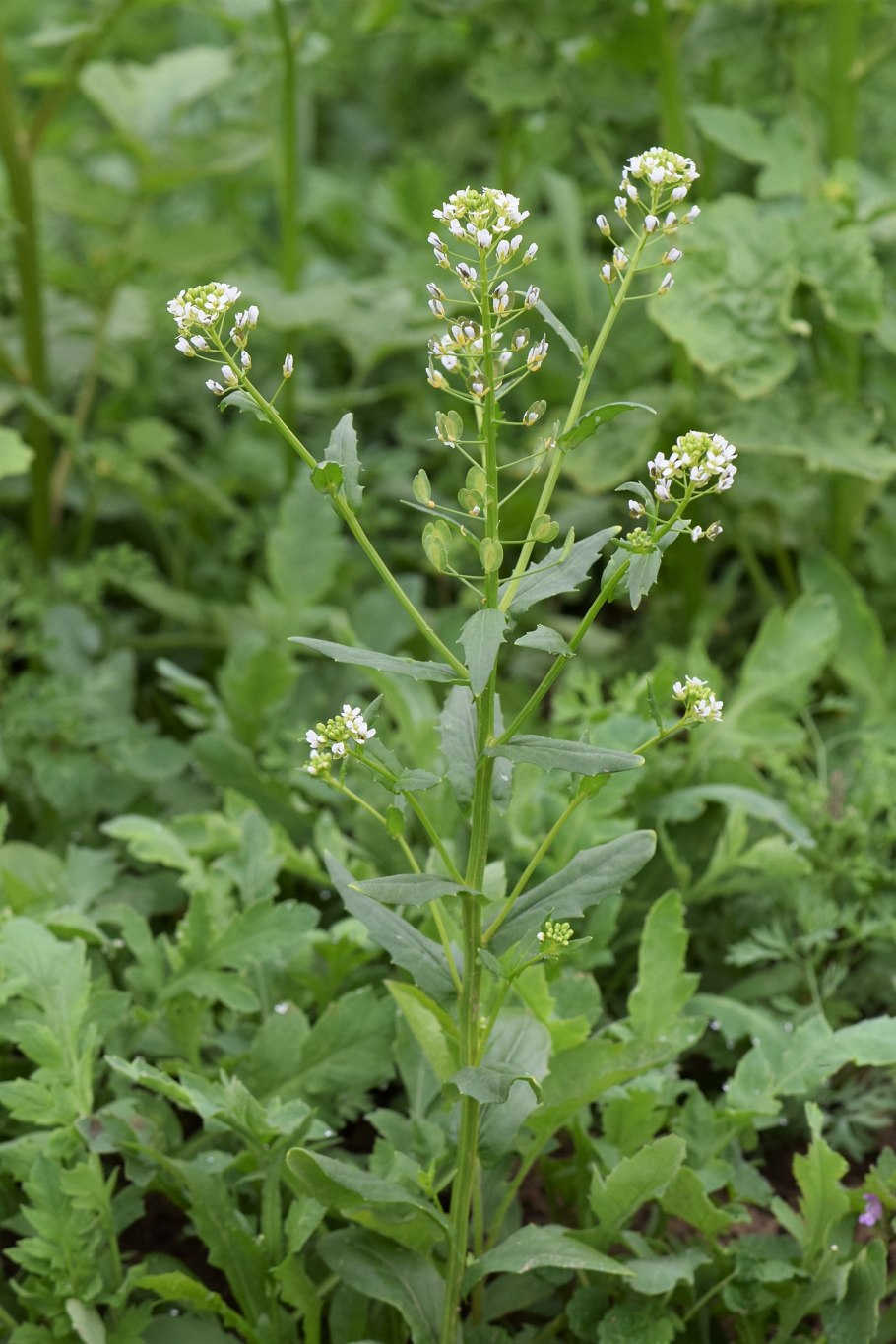 Ярутка всходы