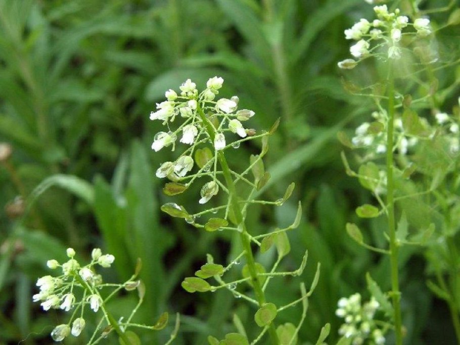 Желтушник левкойный