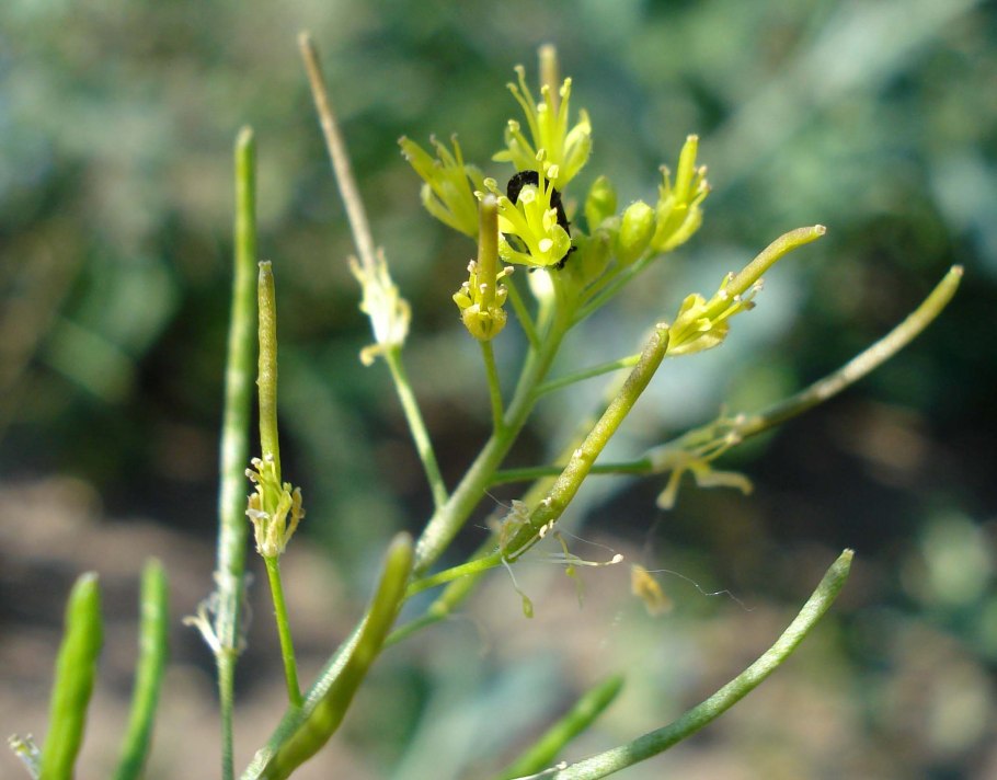Пастушья сумка обыкновенная