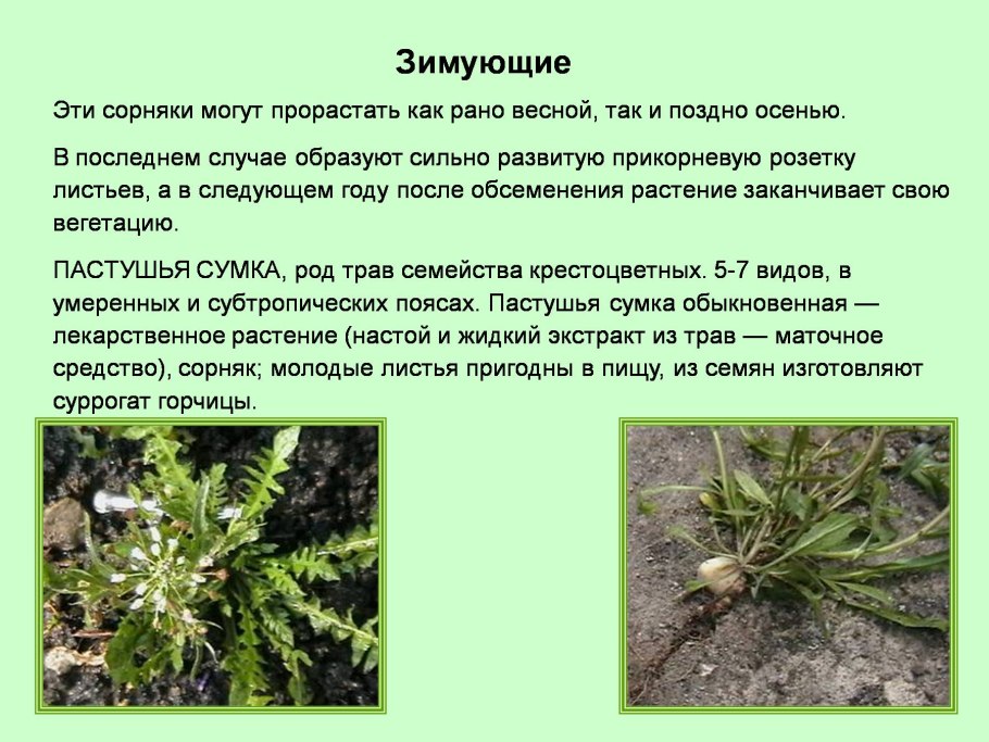 Желтушник лакфиолевый