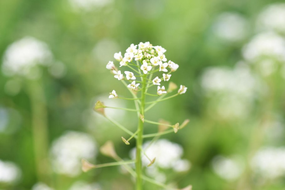 Желтушник сурепка