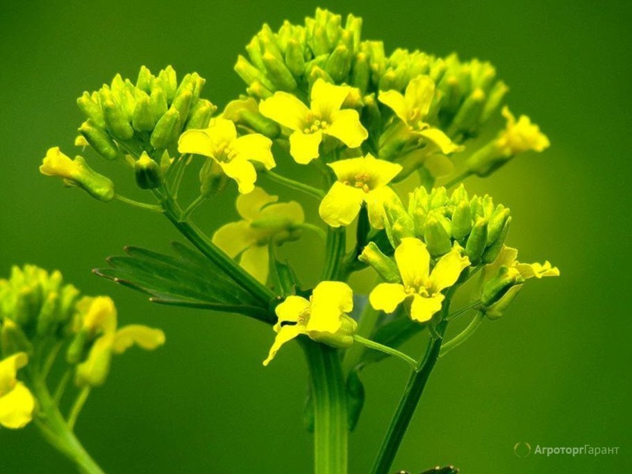 Свербига Восточная Bunias orientalis