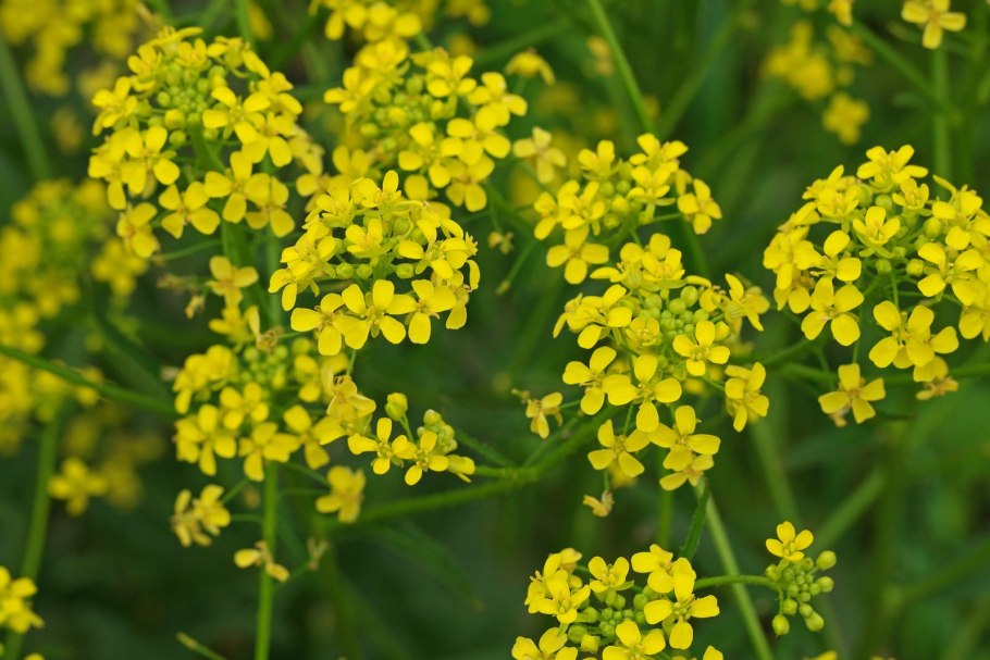 Свербига Восточная Bunias orientalis