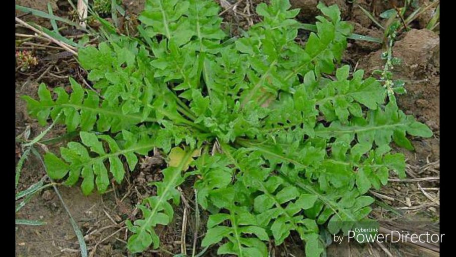 Дикая редька сурепка