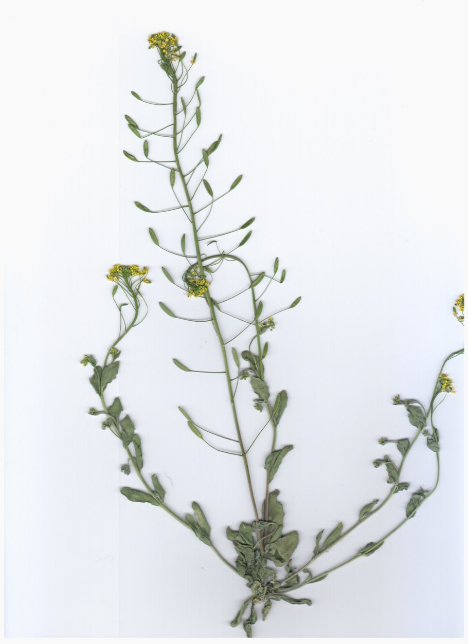 Ярутка Полевая сорняк