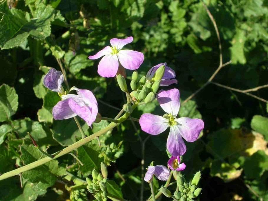 Сурепка свербига Восточная