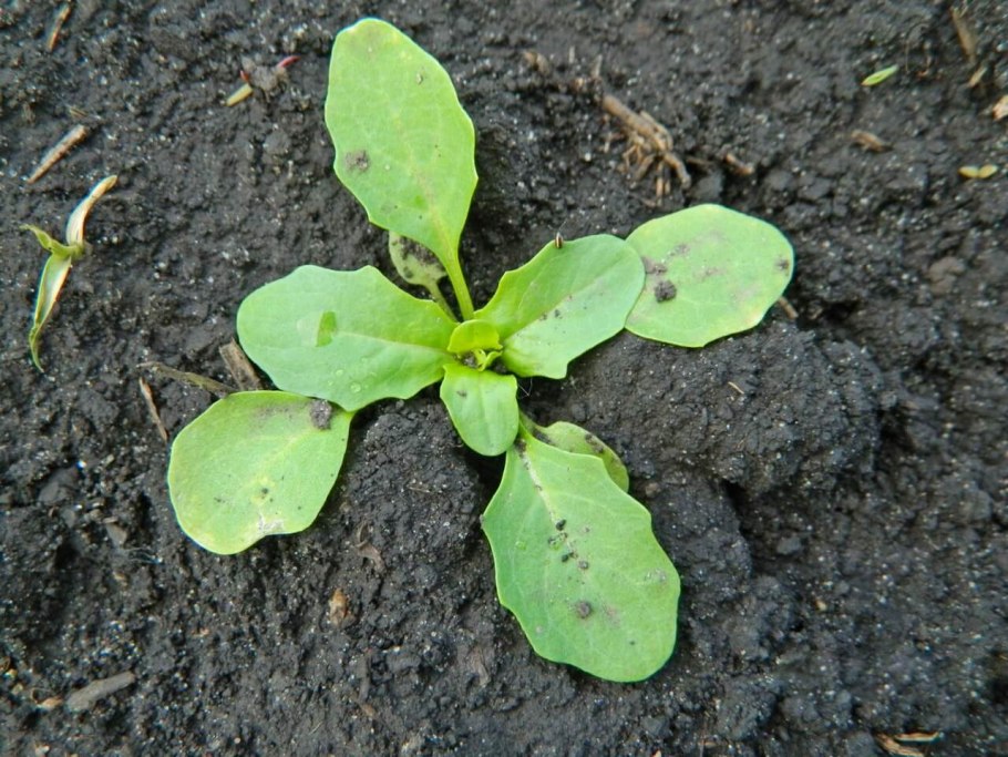 Луговые травы семейство крестоцветных