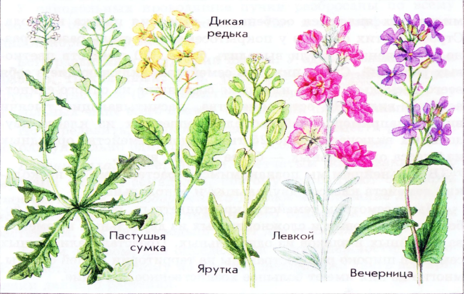 Brassica nigra Ботаническая иллюстрация