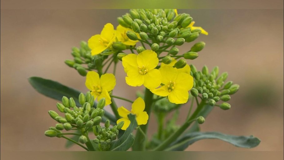 Горчица сарептская — Brassica juncea