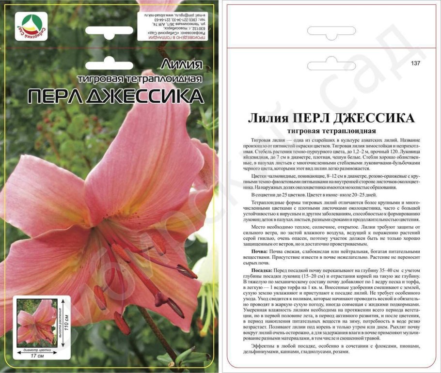 Лилия тигровая Перл Джессика