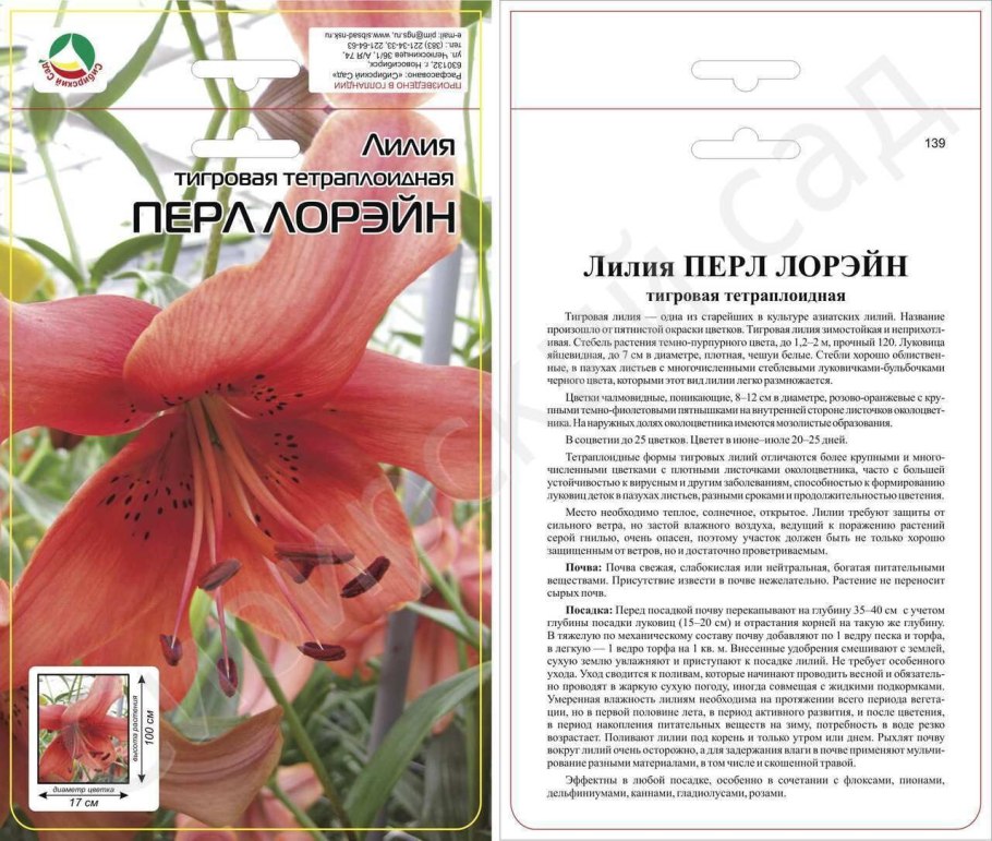 Лилия Перл Каролин тетраплоидная