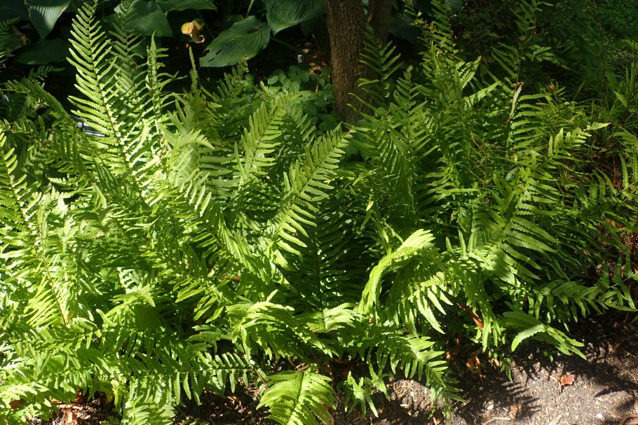 Папоротник Athyrium filix-Femina