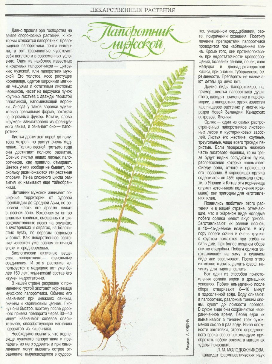 Папоротник орляк семена