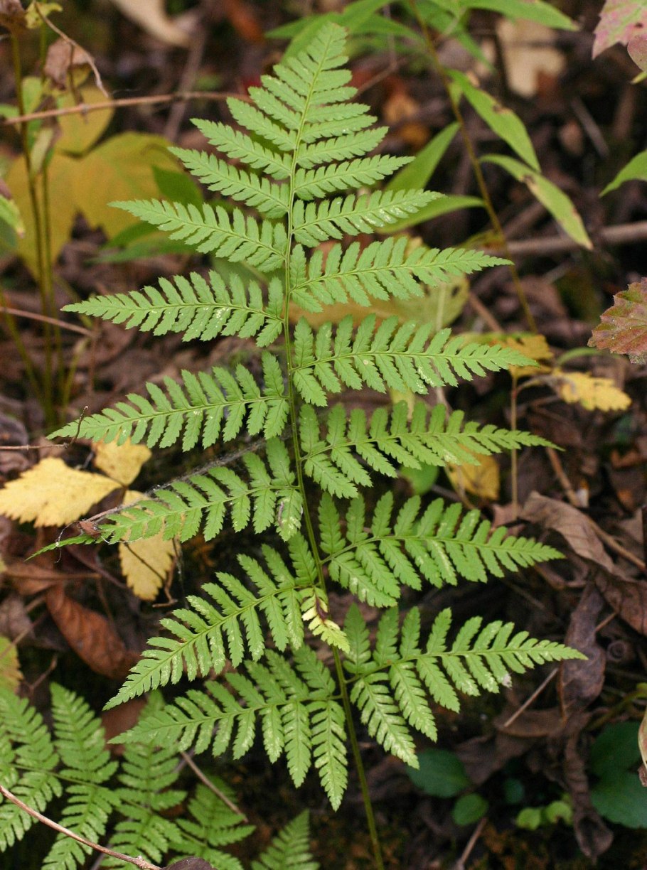 Папоротник dryopteris cordata