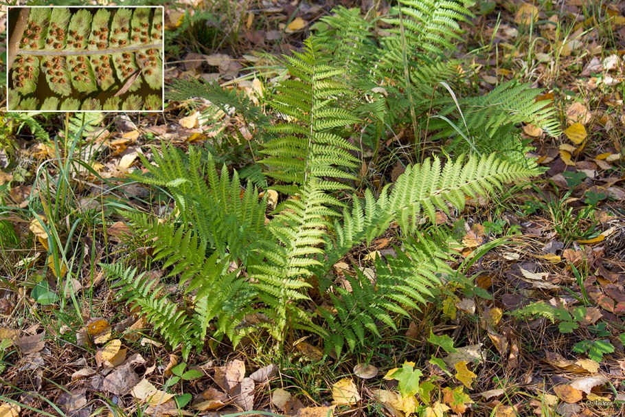 Щитовник родственный dryopteris affinis