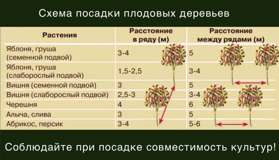 Папоротник страусник кочедыжник