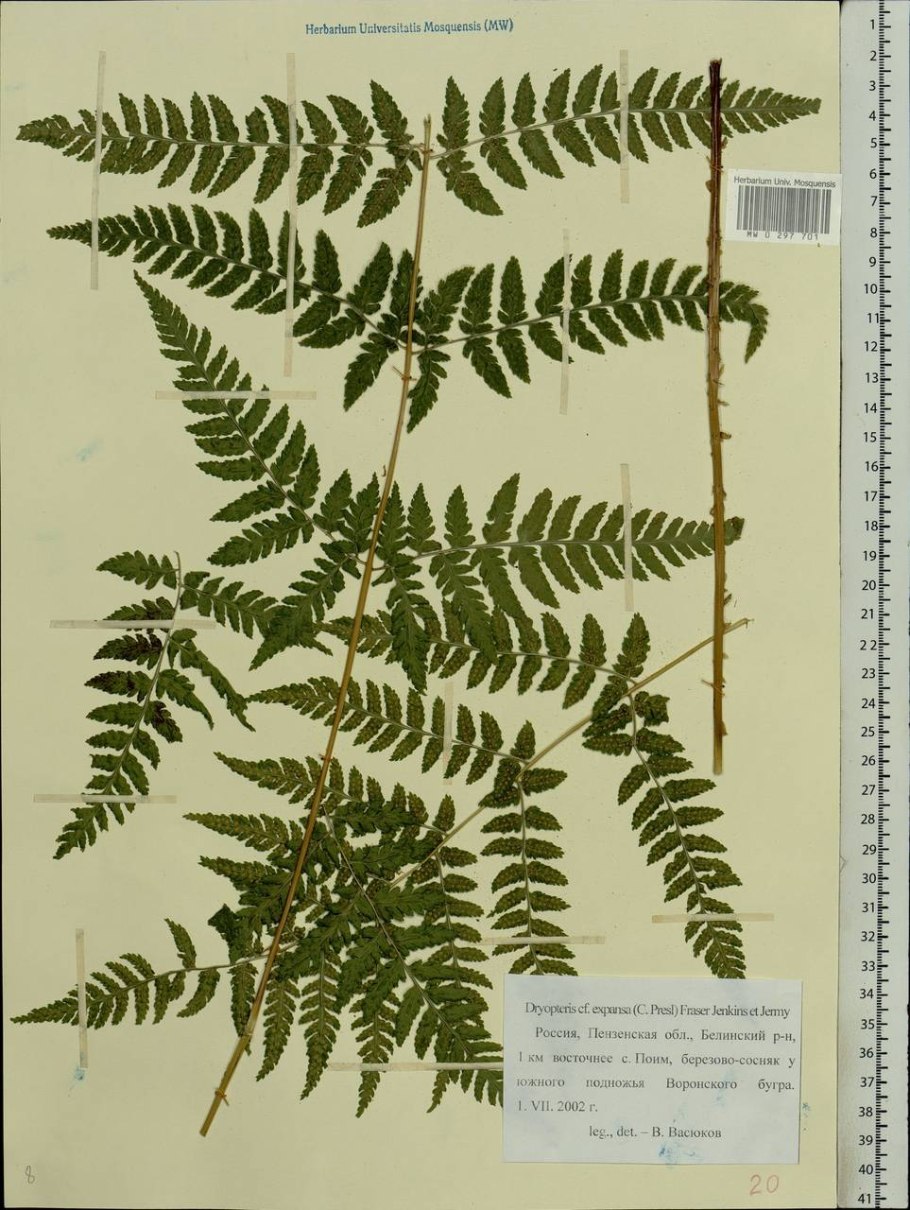 Щитовник Шартрский - dryopteris carthusiana