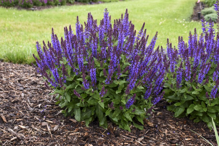 Сальвия Дубравная Виола Клоуз