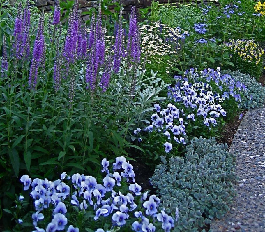 Лаванда узколистная р9