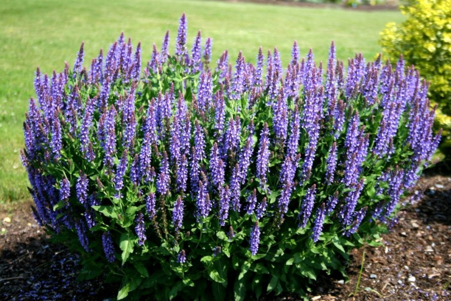 Шалфей Дубравный (Salvia nemorosa) Сальваторе Блю