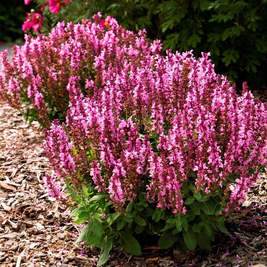 Иссоп шалфей