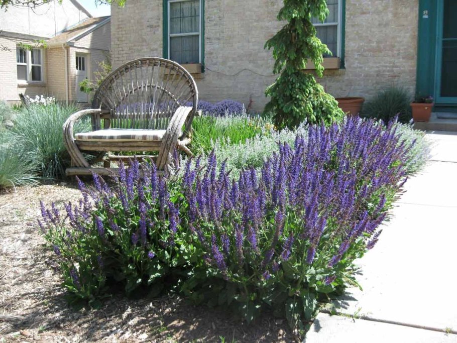 Цветок Сальвия шалфей