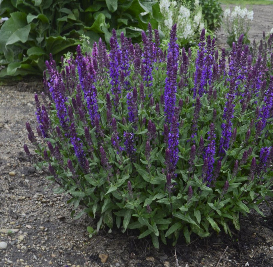 Шалфей Дубравный на клумбе