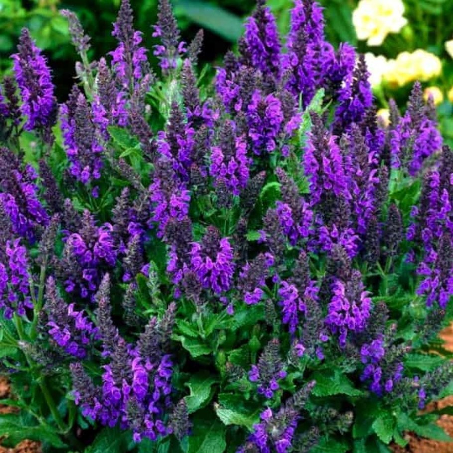 Шалфей Salvia nemorosa Crystal Blue