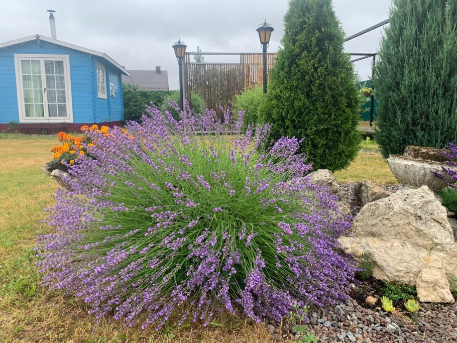 Котовник и Лаванда