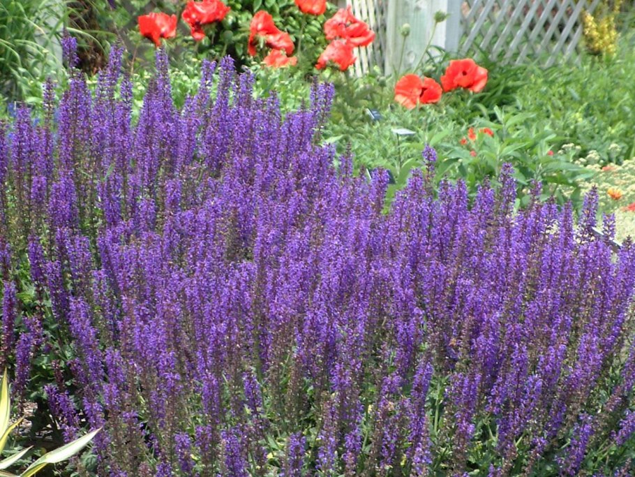 Шалфей Дубравный blaukonigin