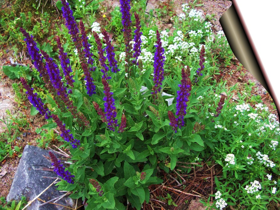 Шалфей Дубравный Майнахт