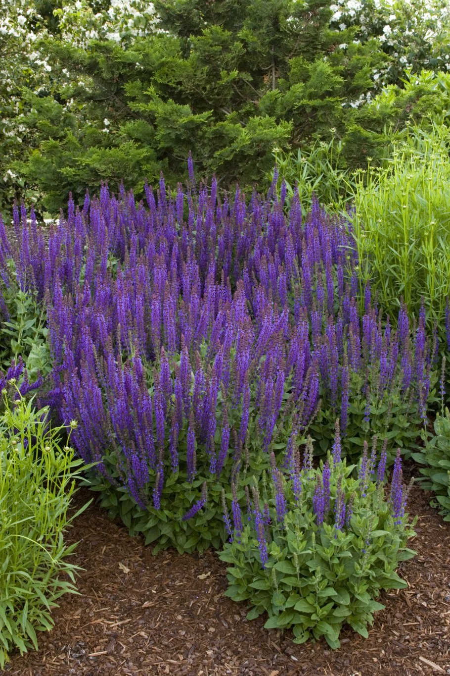 Сальвия Виннер