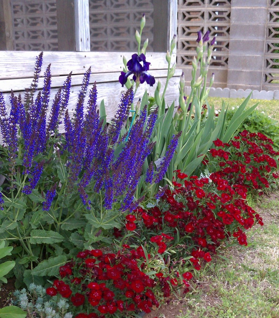 Полынь Людовика Сильвер Квин Silver Queen