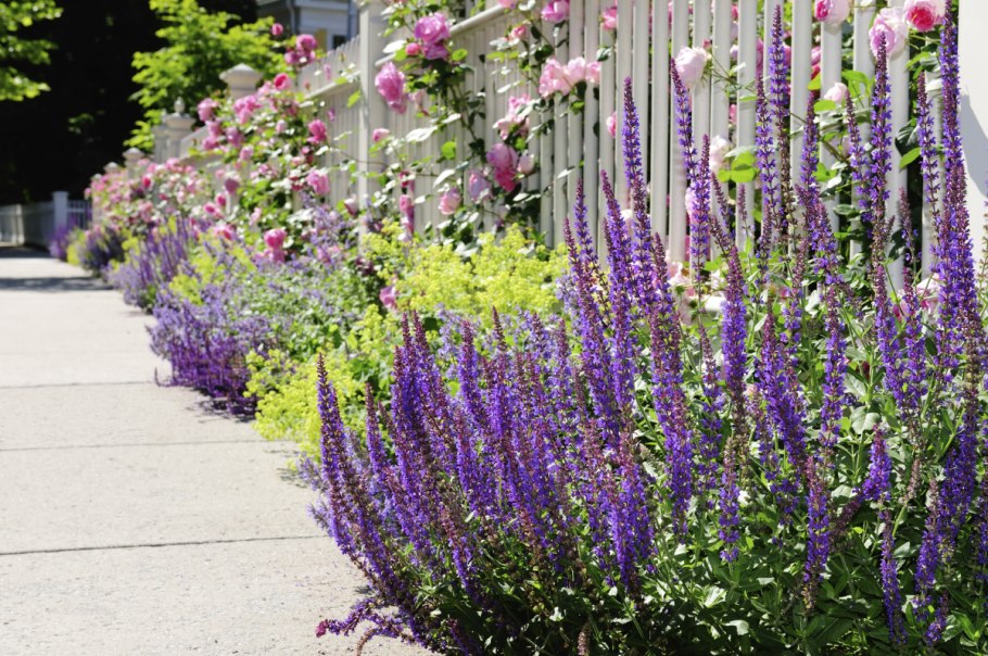 Шалфей Дубравный Маркус