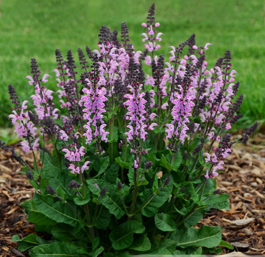 Шалфей Лесной