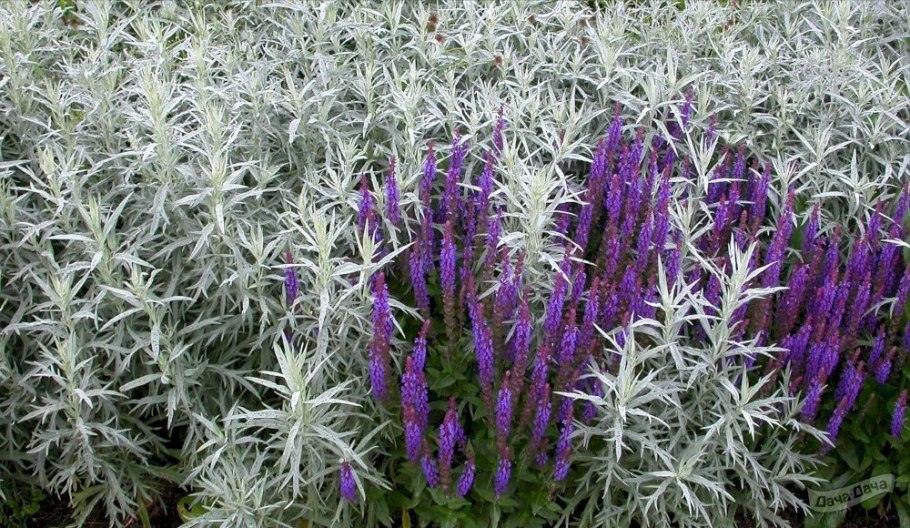 Шалфей Блю Хилл