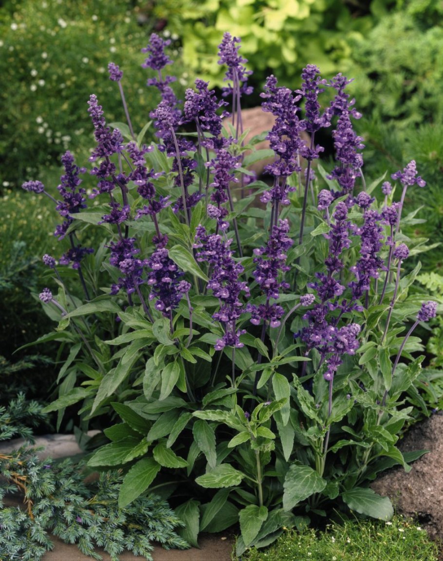 Сальвия фаринацея