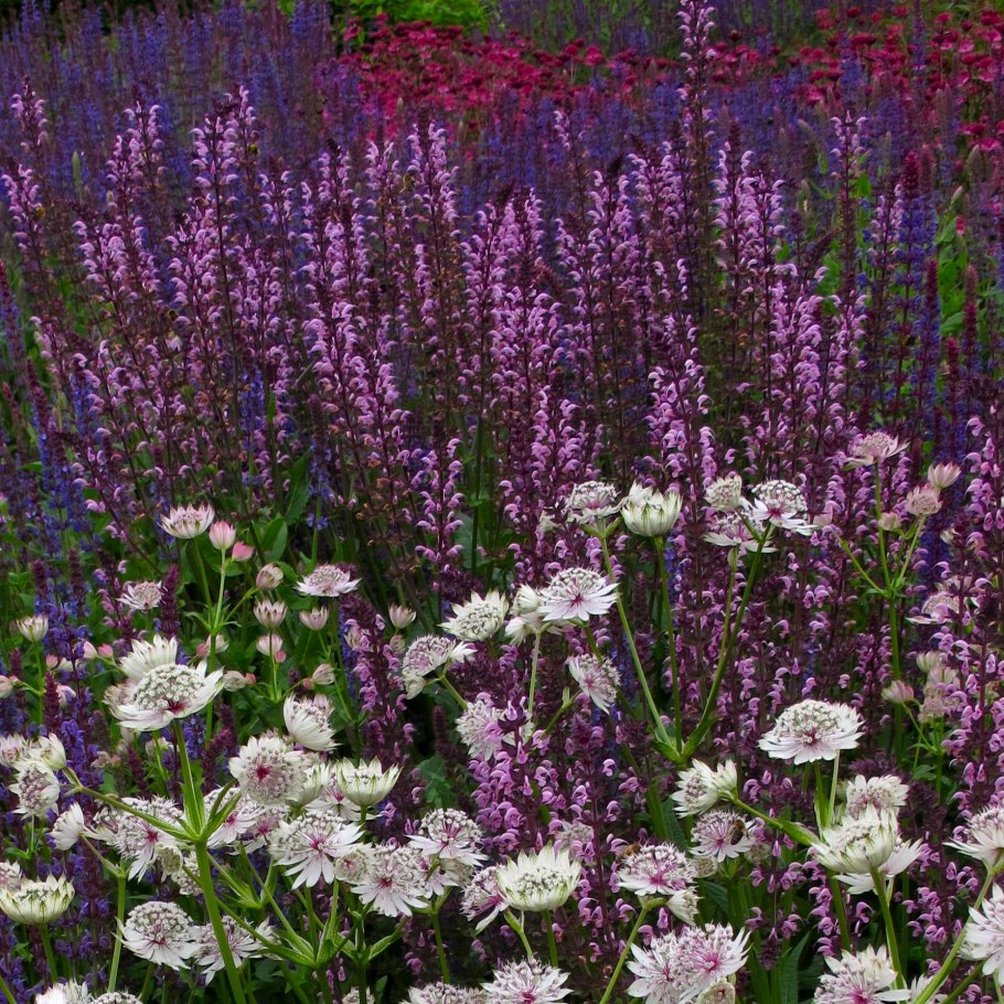 Лаванда узколистная d10 Lav