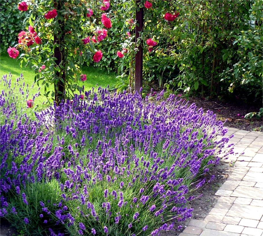 Котовник и шалфей Дубравный