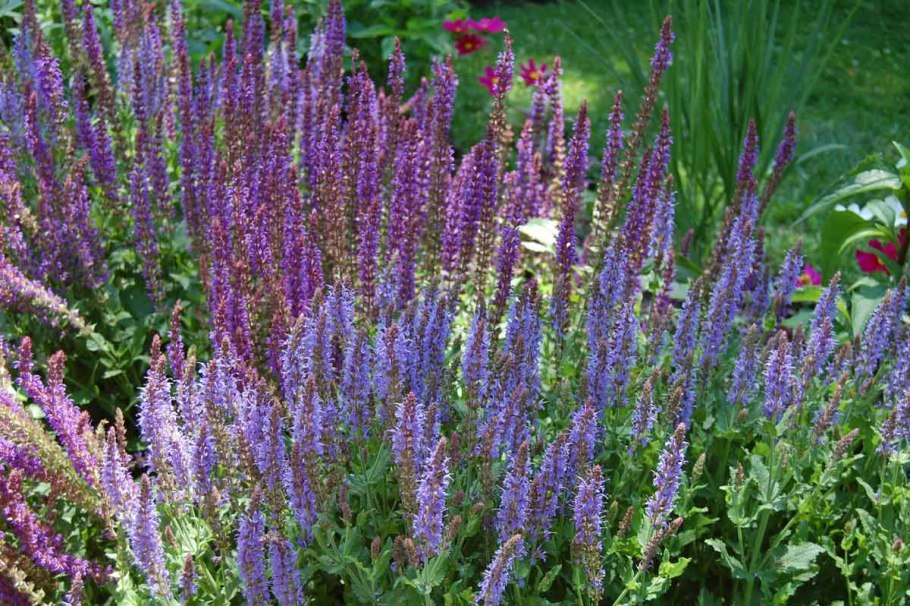 Шалфей Дубравный 'Rose Queen'