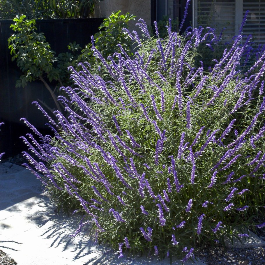 Перовския Сильвер Блю