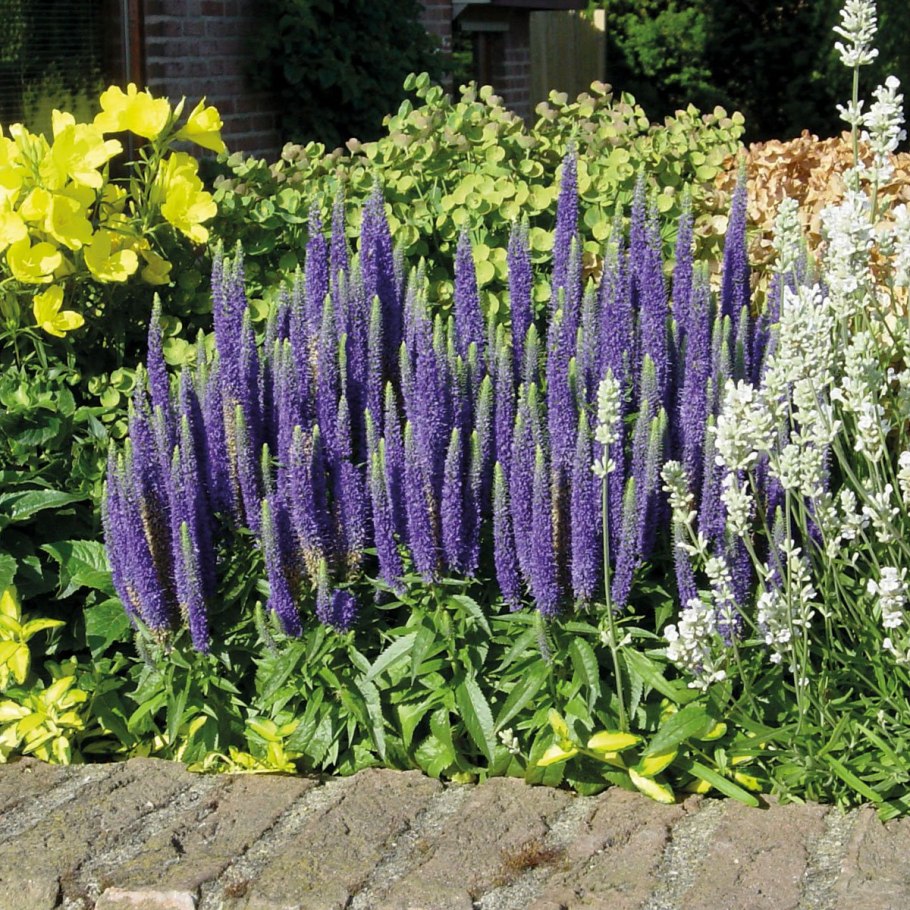 Шалфей Дубравный Blauhugel