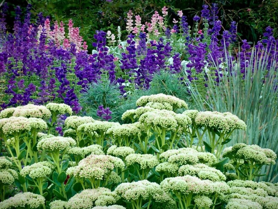 Шалфей Дубравный и Лаванда