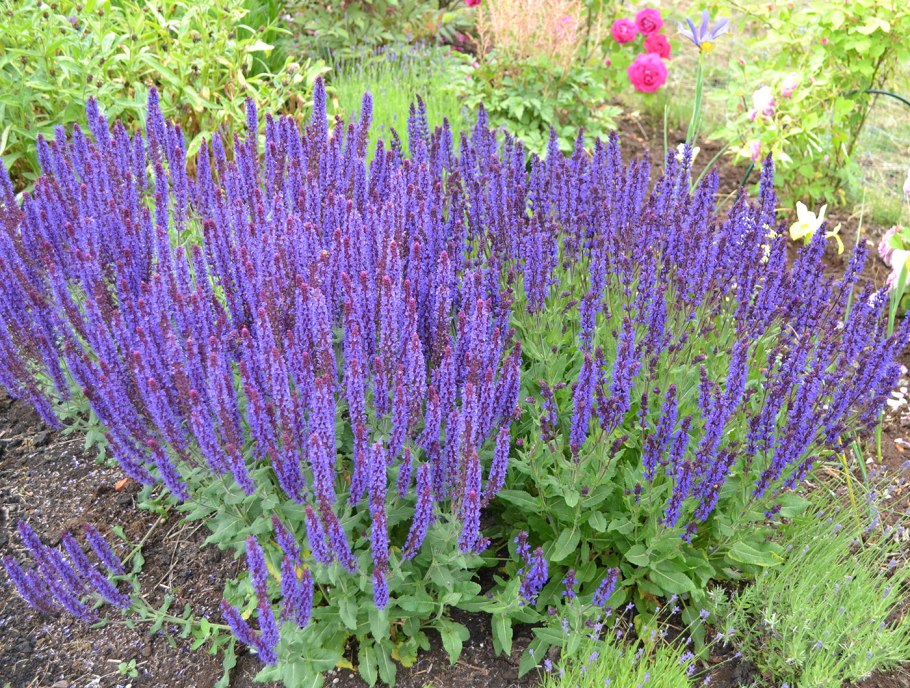 Шалфей Дубравный Блаукенигин