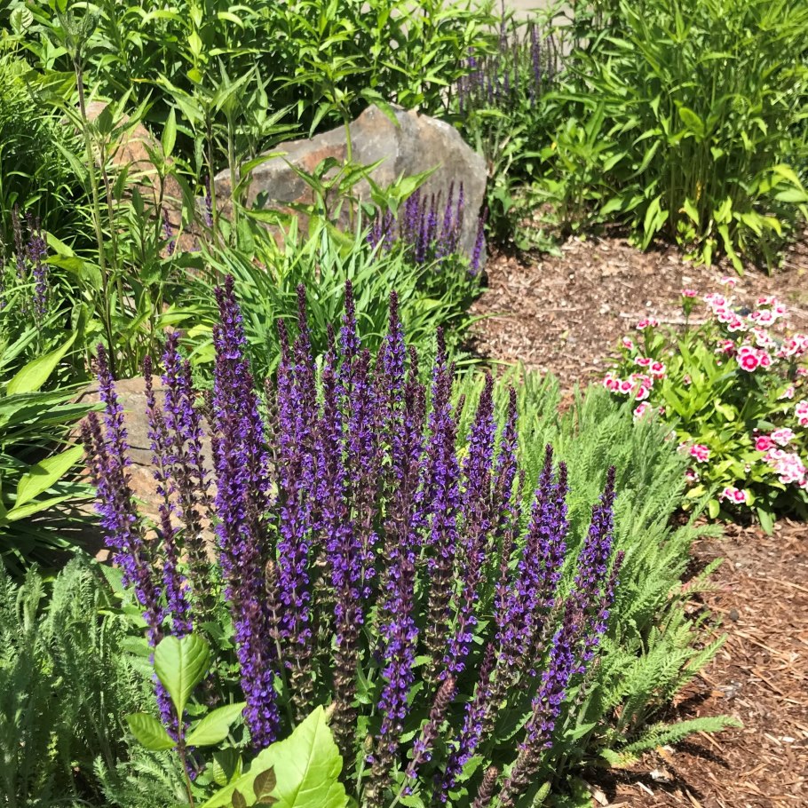 Шалфей Дубравный 'Mainacht'